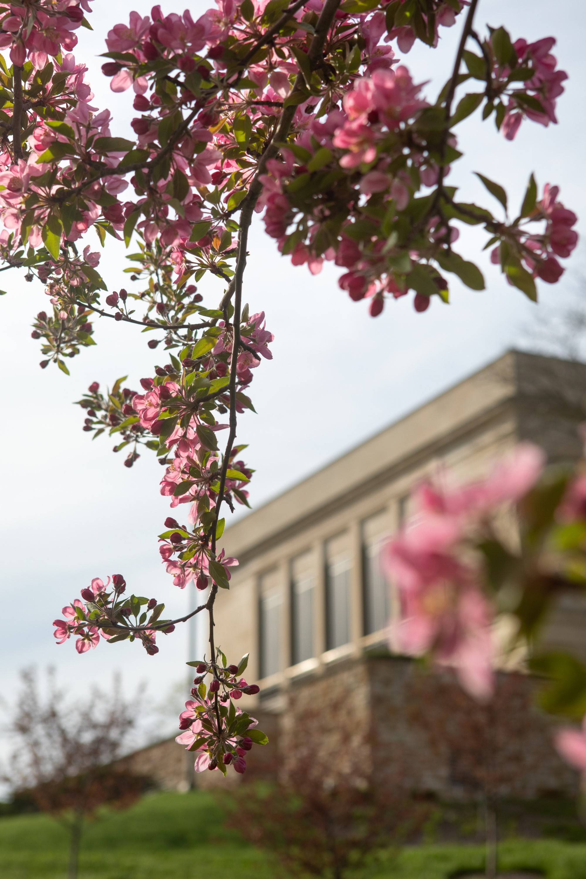 Spencer's North Gallery with branches of pink flowers in the foreground.